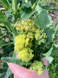 Brocoli perpétuel 'Nine Star Perennial' Graines