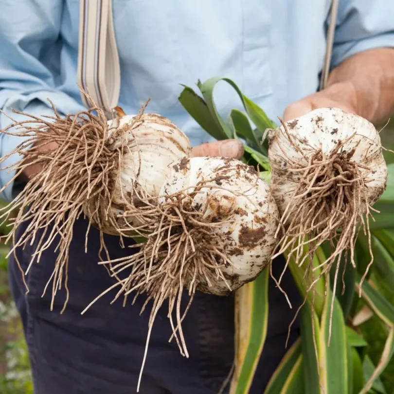Ail éléphant (Allium ampeloprasum) Caïeux