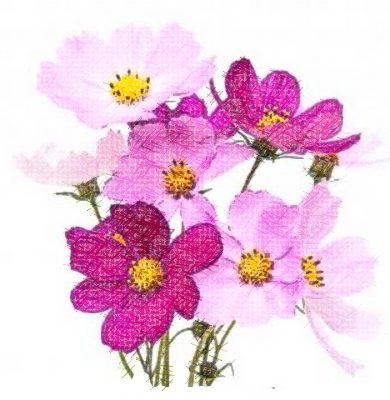 Plantes à fleurs