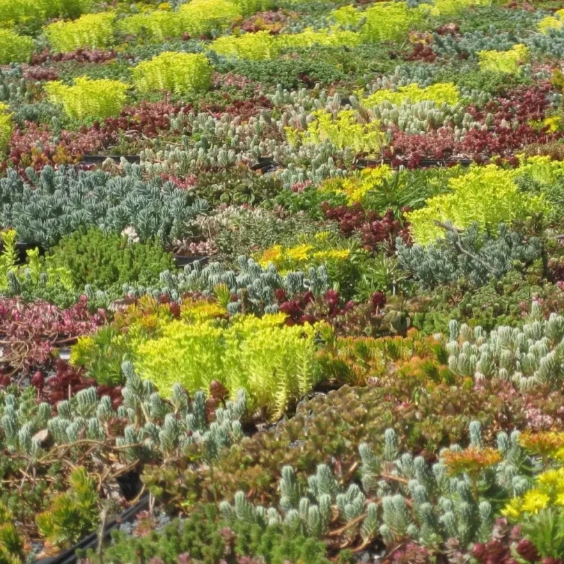 Sedum en Mélange (10 Variétés) Graines