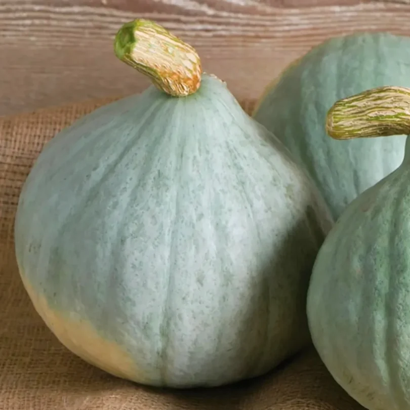 Potimarron ‘Blue Ballet’ (Goût châtaigne) Graines