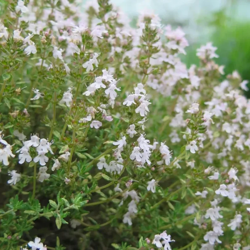 Thym orange (Thymus fragrantissimus) Graines