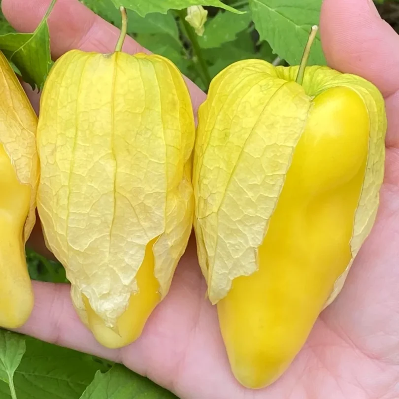 Tomatillo ‘Queen of Malinalco’ (Physalis ixocapra) Graines