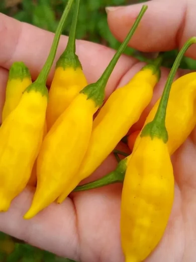 Piment 'Lemon Drop' (Capsicum baccatum) Graines