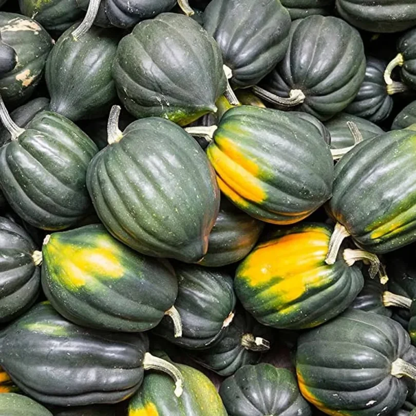 Courge ‘Reine de la Table’ (Variété ancienne) Graines