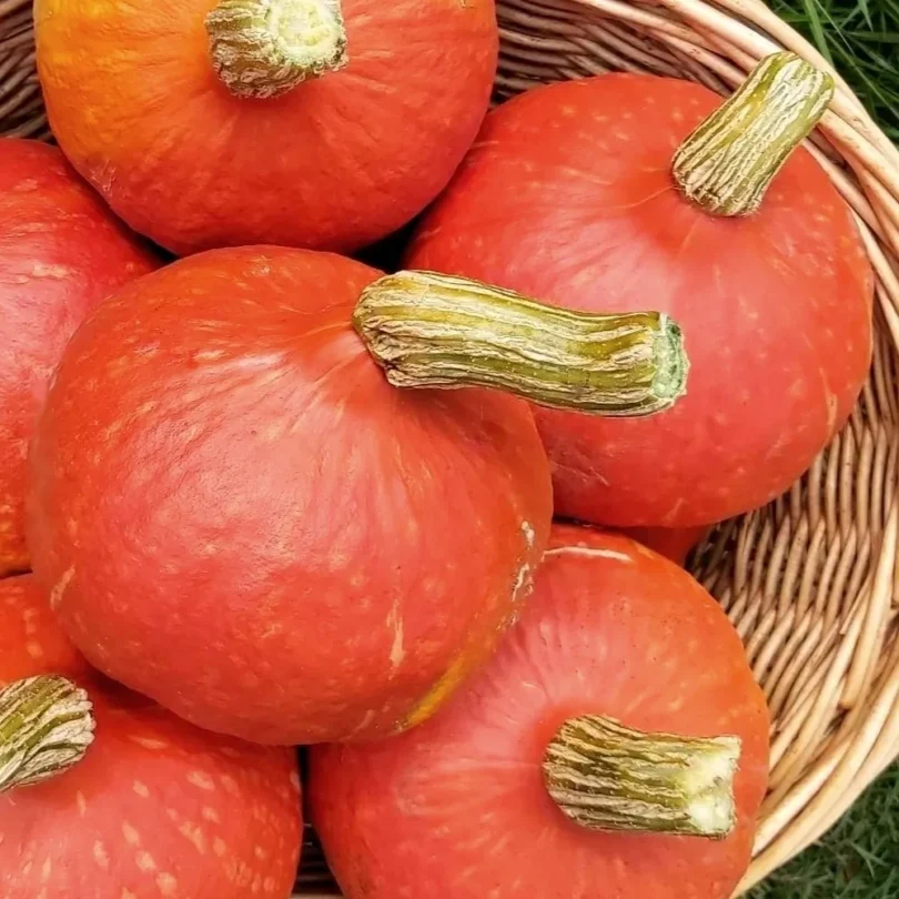 Potimarron ‘Red Kuri’ (Variété Japonaise) Graines
