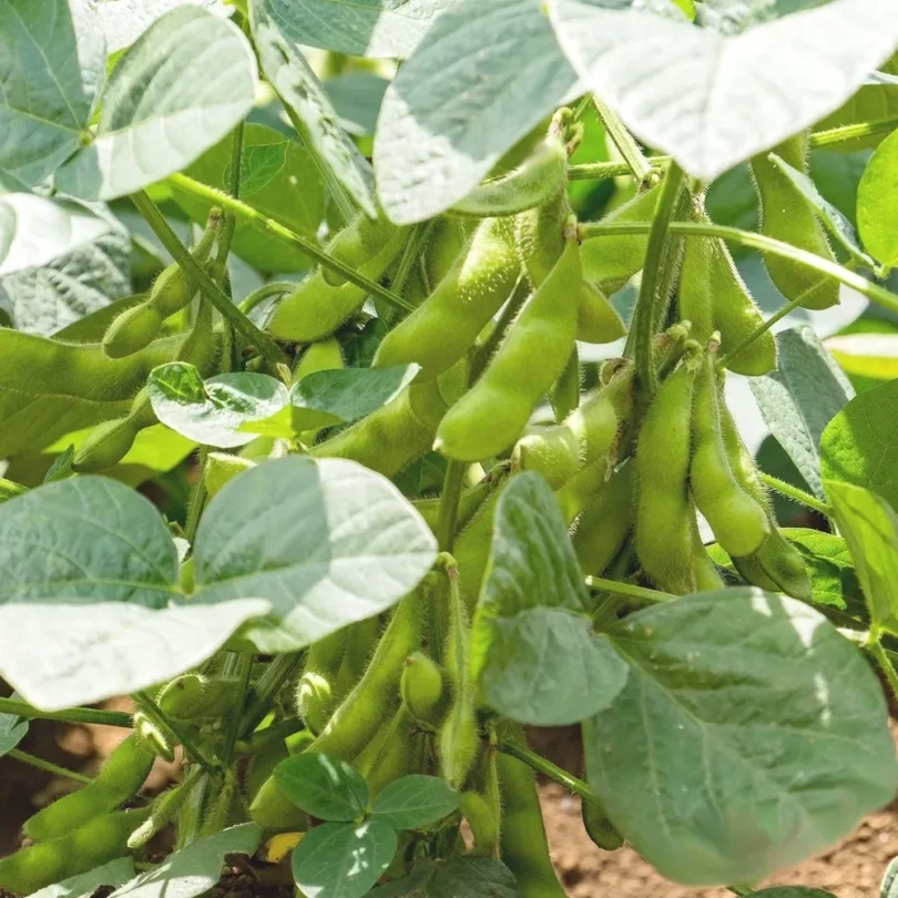 Soja Edamame ‘Chiba Green’ (Variété précoce) Graines