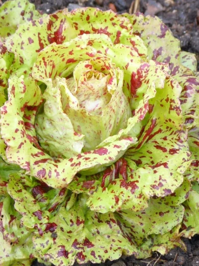 Chicorée 'Variegata Di Castelfranco' (Variété ancienne) Graines
