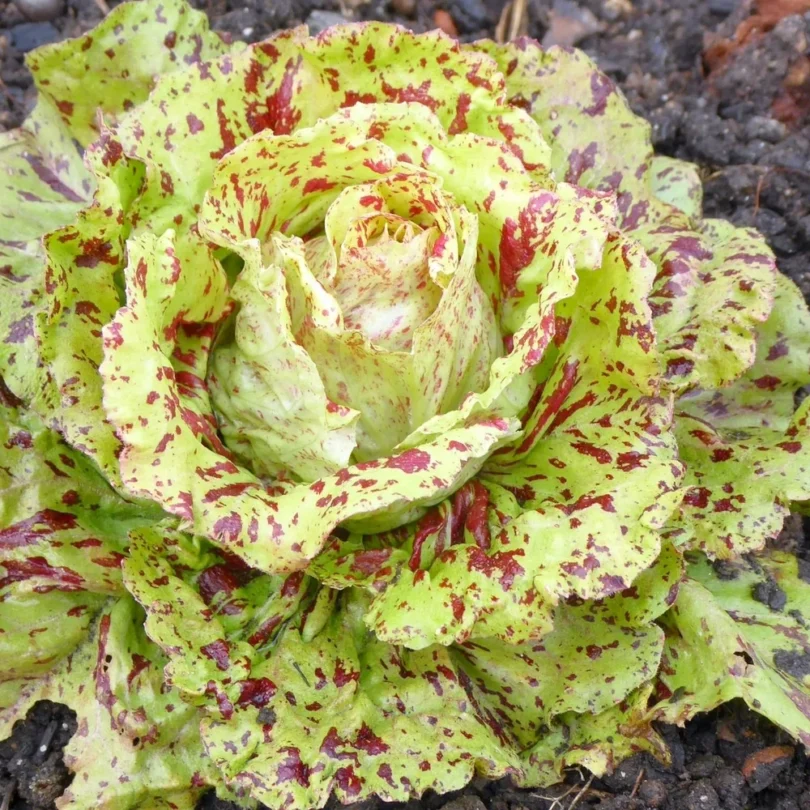 Chicorée ‘Variegata Di Castelfranco’ (Variété ancienne) Graines
