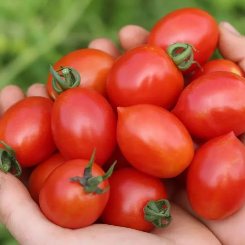 Tomate grappe ‘Prince Borghese’ (Variété ancienne) Graines