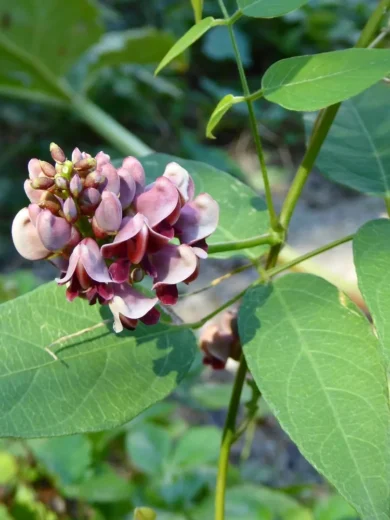 Glycine tubéreuse (Apios americana) Plant