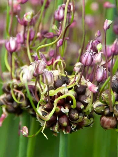 Ail rocambole perpétuel (Allium scorodoprasum) Bulbes