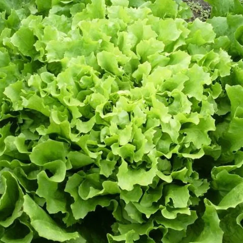 Chicorée scarole ‘Géante Maraîchère’ (Variété ancienne) Graines