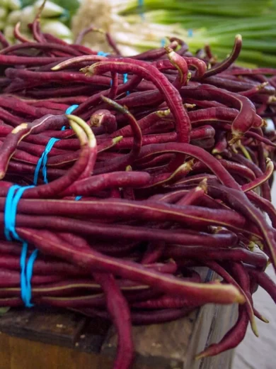Haricot serpent 'Red Noodle' (Vigna unguiculata) Graines