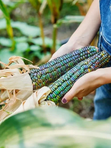 Maïs Vert 'Oaxacan Green' (Zea mays) Graines