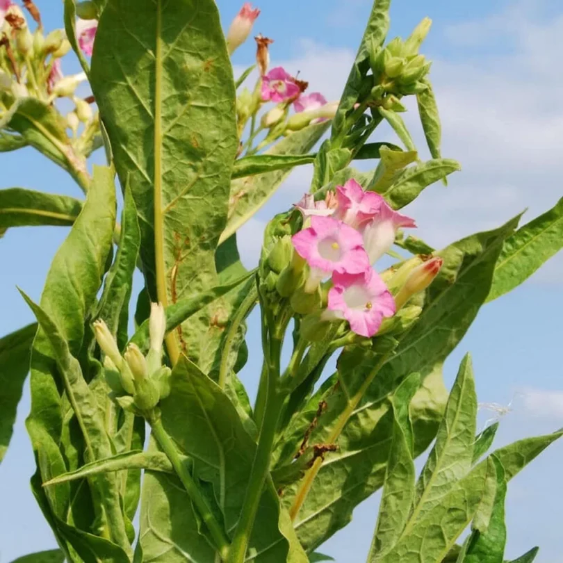Tabac ‘Geudertheimer’ (Nicotiana tabacum) Graines