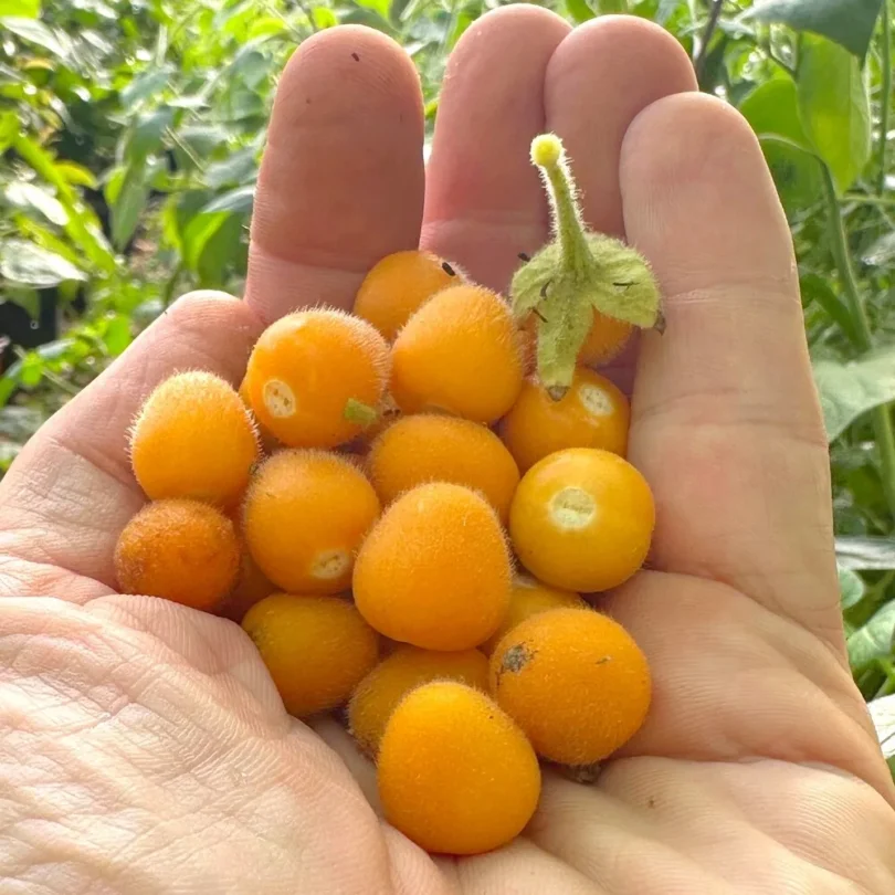 Tamarillo nain (Solanum abutiloides) Graines