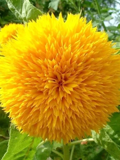 Tournesol Pompon 'Giant Sungold' Graines