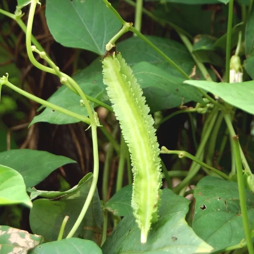 Haricot Ailé (Psophocarpus tetragonolobus) Graines