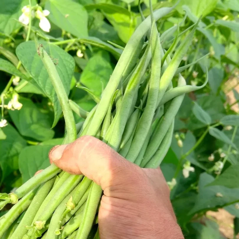 Haricot Mangetout Nain ‘Roi des Belges’ (Variété ancienne) Graines