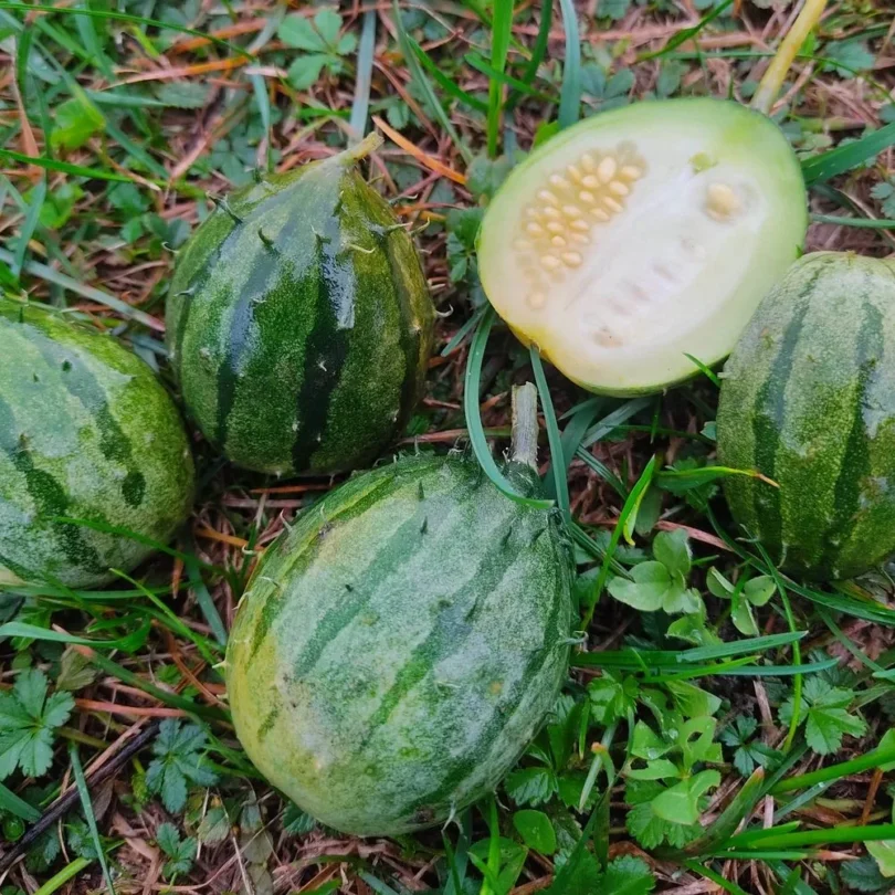 Concombre Kiwano de Zambie (Cucumis zambianus) Graines