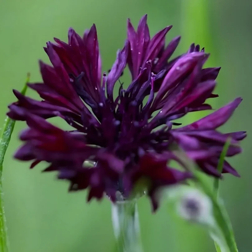 Bleuet Noir ‘Black Ball’ (Variété comestible) Graines