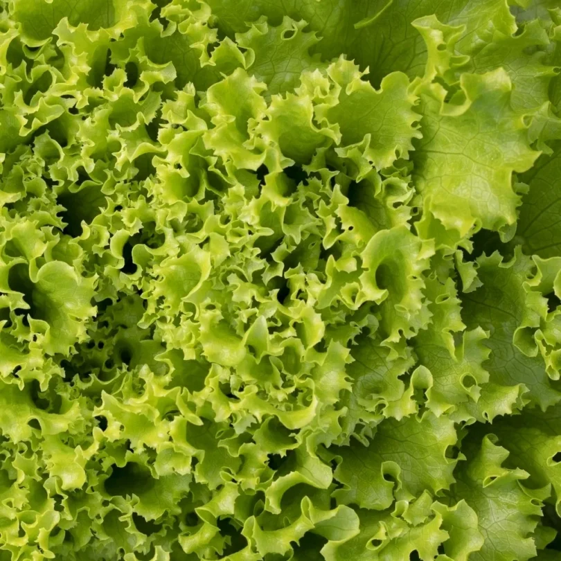Laitue Batavia Blonde ‘Celtic’ (Variété ancienne) Graines