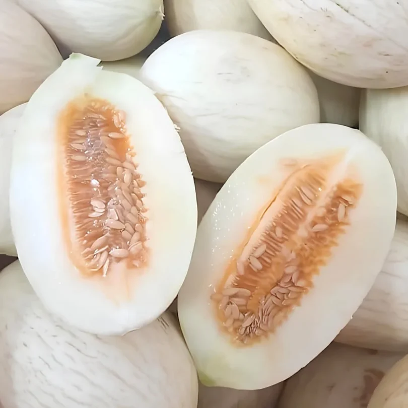 Melon Blanc ‘Branco Do Ribatejo’ (Variété ancienne Portugaise) Graines