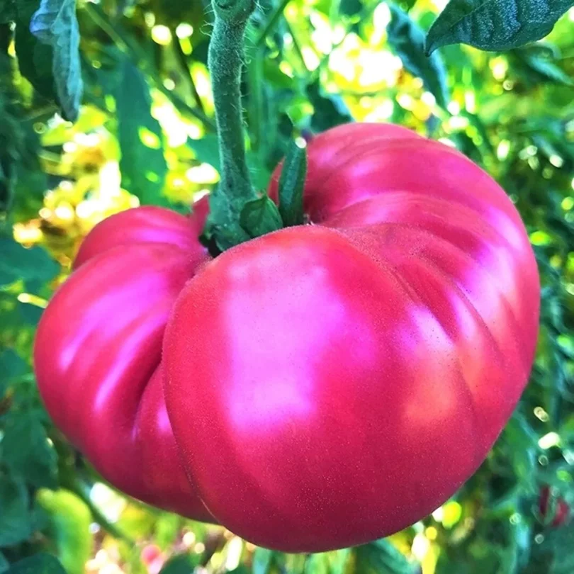 Tomate Rose ‘Géante Belge’ (Variété ancienne) Graines