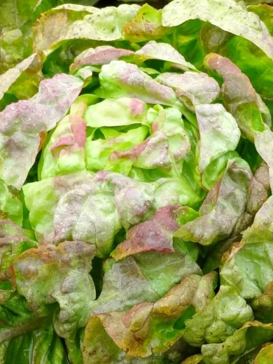 Laitue d'Hiver 'Passion Brune' (Variété ancienne) Graines