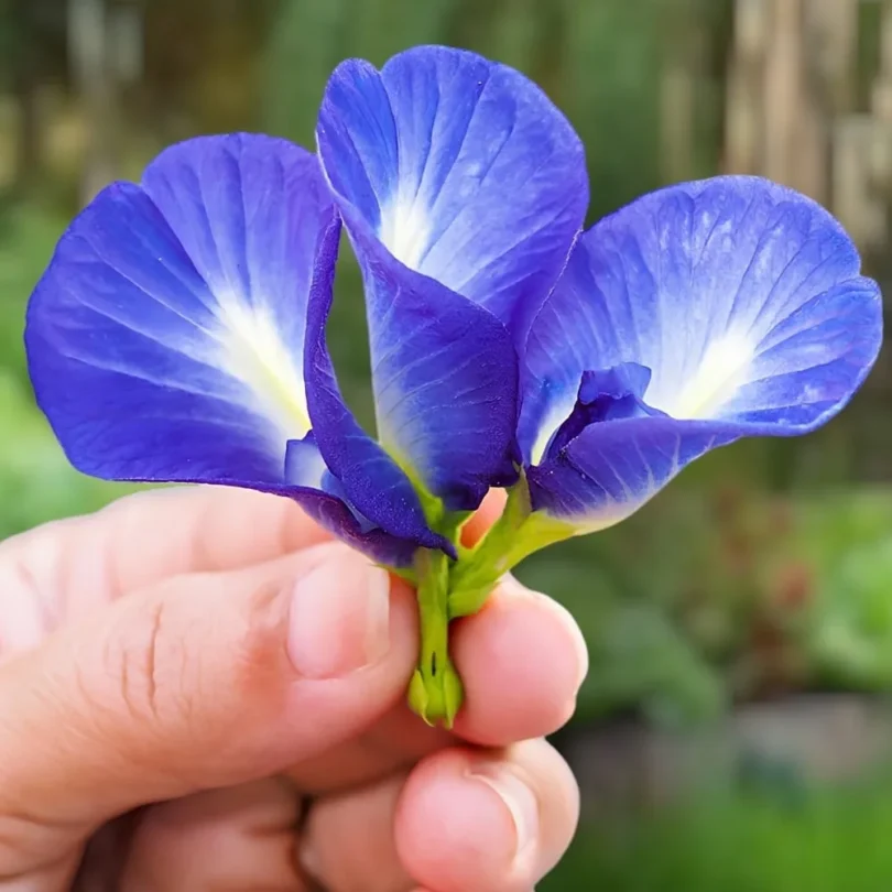 Pois papillon “Matcha Bleu” (Clitoria ternatea) Graines