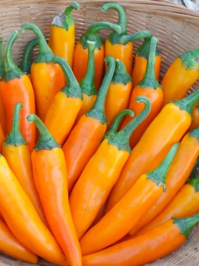 Piment 'Bulgarian Carrot' (Variété Bulgare Shipkas) Graines