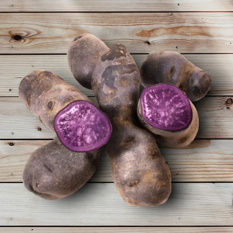 Pommes de terre ‘Ulysse’ 1,5 kg Plants