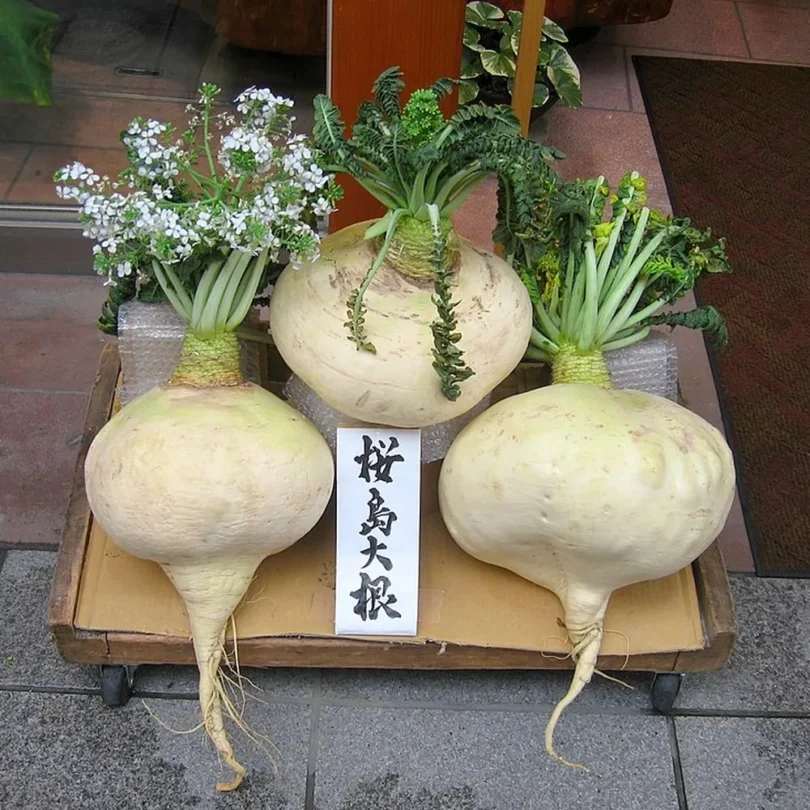 Radis Géant ‘Sakurajima’ (Variété de concours) Graines