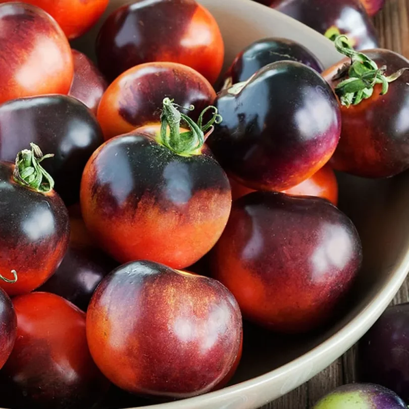 Tomate ‘Indigo Rose’ (Variété bleue) Graines