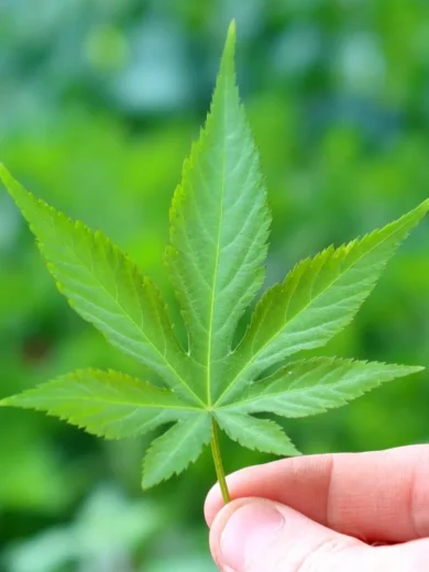 Ronce à feuilles sucrées (Rubus suavissimus) Plant