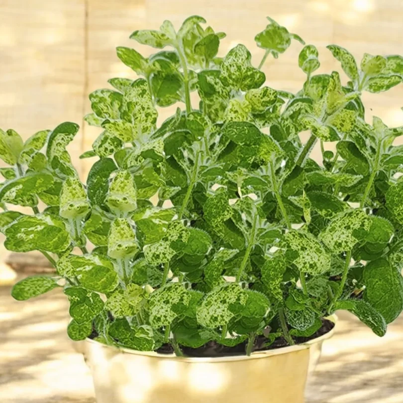 Menthe ‘Calixte’ (Variété rare) Plant