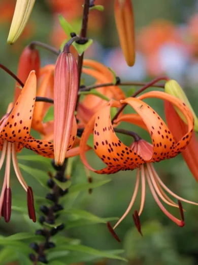 Lis tigré (Lilium tigrinum) Bulbes