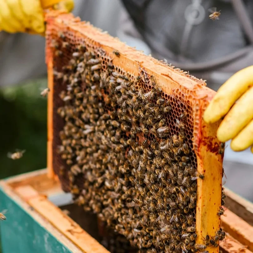 Atelier : Découverte et initiation à l’apiculture (2h00)