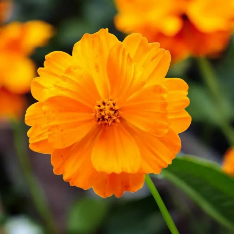 Cosmos sulfureux (Cosmos sulphureus) Graines