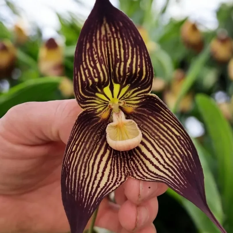 Dracula vampira (Orchidée rare, Tête de singe) 1 Plante