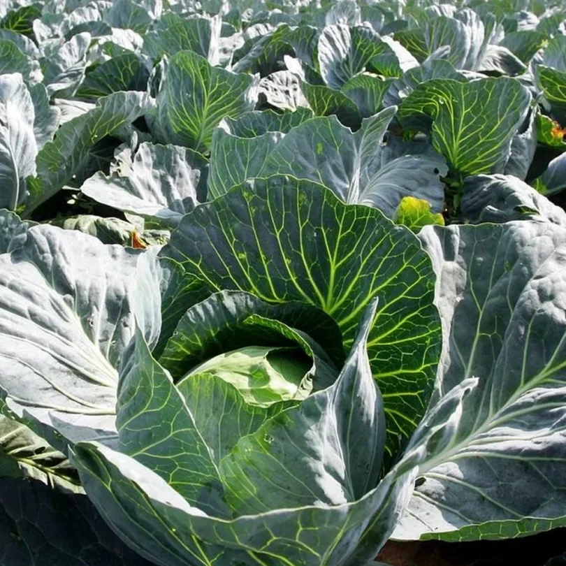 Chou cabus ‘Quintal d’Alsace’ (variété régionale ancienne) Graines
