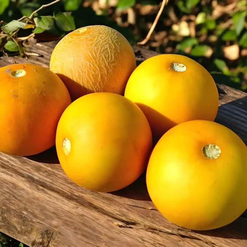 Melon ‘Mango’ (Variété ancienne rare) Graines