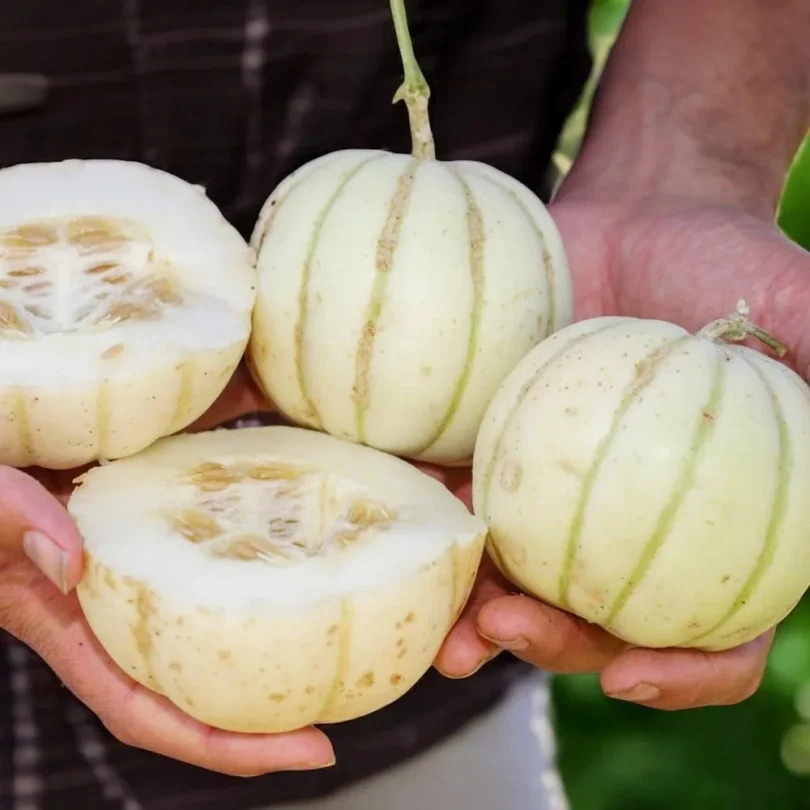 Melon Japonais ‘Kiku Chrysanthemum’ (Variété Rare) Graines
