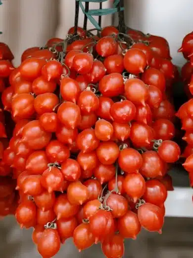 Tomate du Vésuve (Variété ancienne) Graines