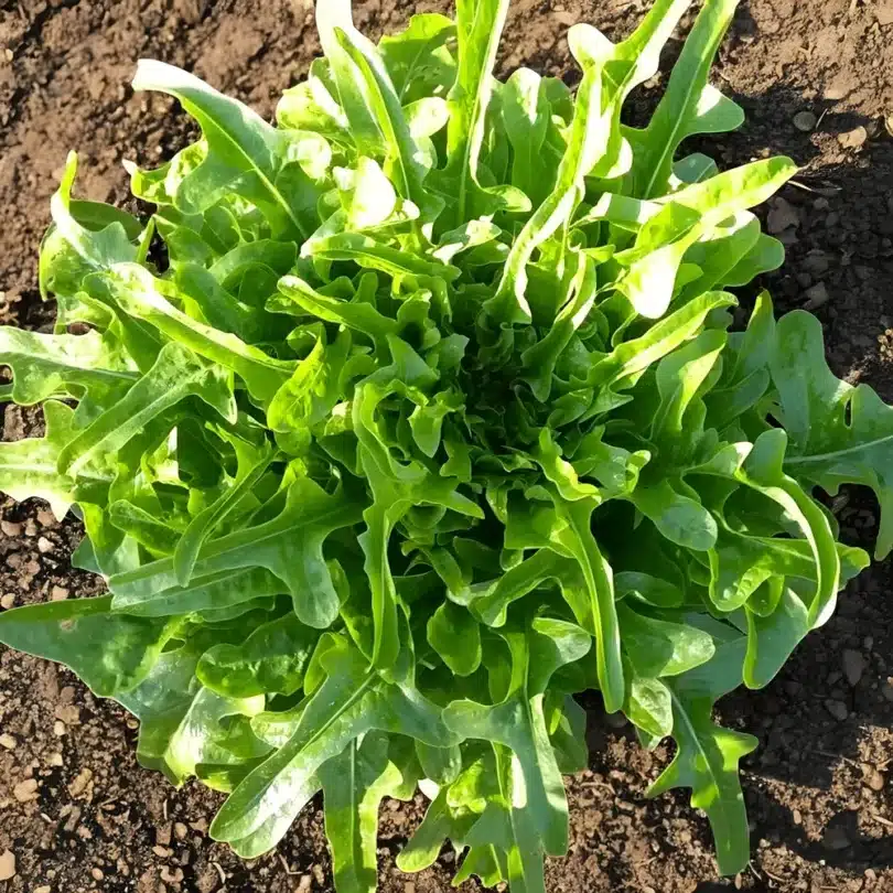 Laitue ‘Cressonnette Marocaine’ (Laitue à couper radichetta) Graines