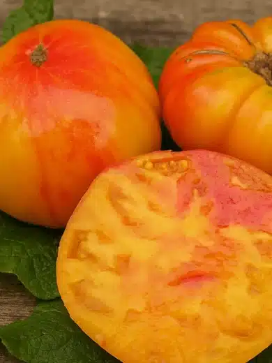 Tomate 'Hawaiian Pineapple' (Variété ancienne) Graines