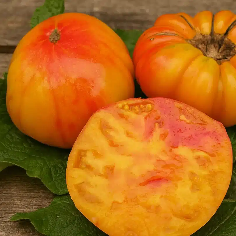 Tomate ‘Hawaiian Pineapple’ (Variété ancienne) Graines
