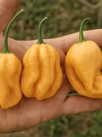 Piment 'Habanero Peach' (Variété rare) Graines