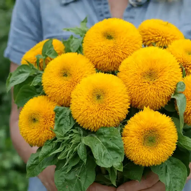 Tournesol ‘Teddy Bear’ (Variété naine) Graines